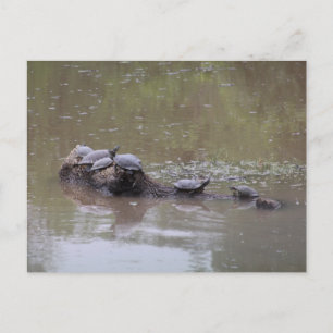 Turtle Postcard Vykort
