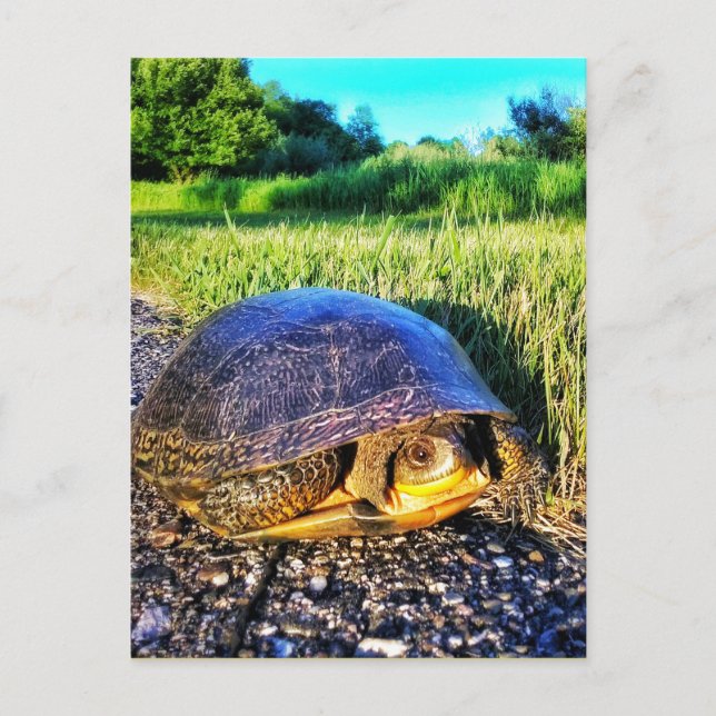 TURTLE POSTCARD VYKORT (Framsida)