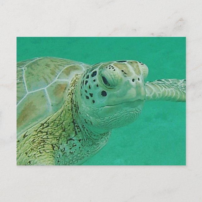 Turtle Postcard Vykort (Framsida)