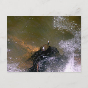 Turtle Postcard Vykort