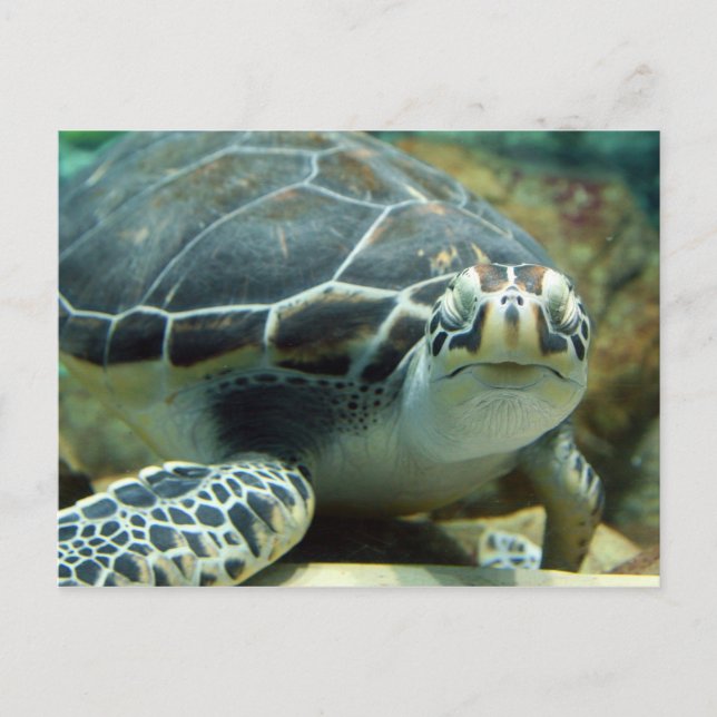 Turtle Postcard Vykort (Framsida)