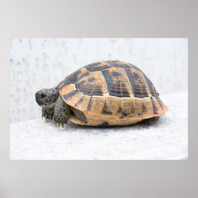 Turtle Poster (Framsidan)