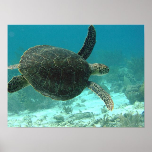 Turtle Poster (Framsidan)