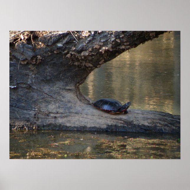 Turtle Poster (Framsidan)