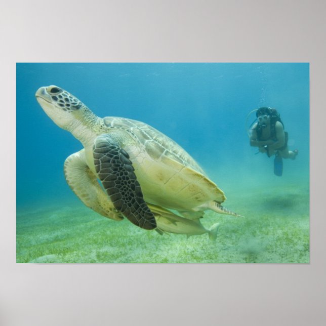 Turtle Poster (Framsidan)