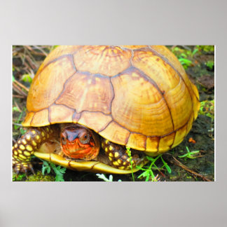 Turtle Poster