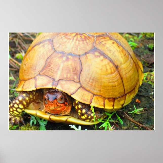 Turtle Poster (Framsidan)