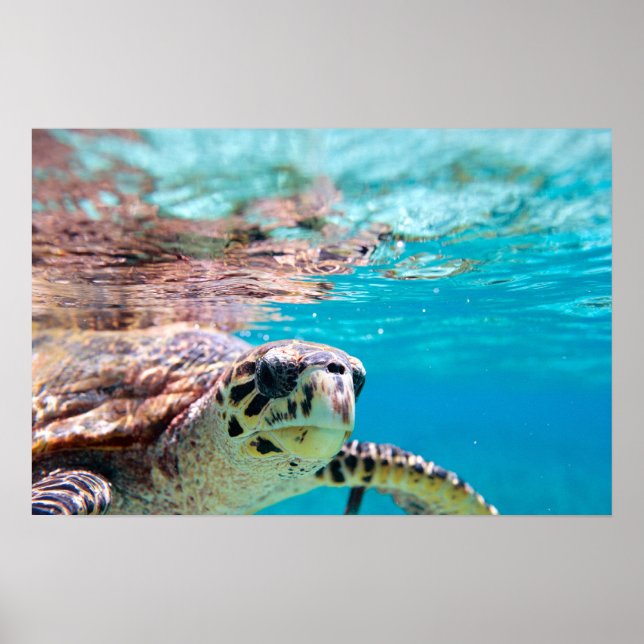 Turtle Poster (Framsidan)