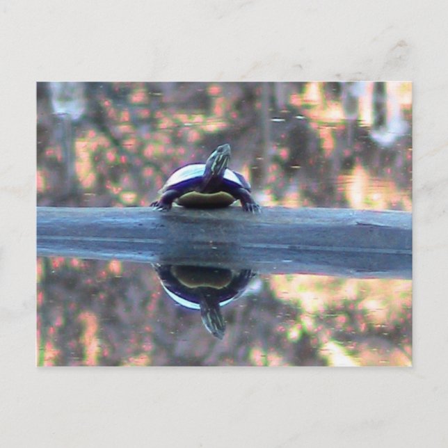 Turtle reflekterad i Pond Postcard Vykort (Framsida)
