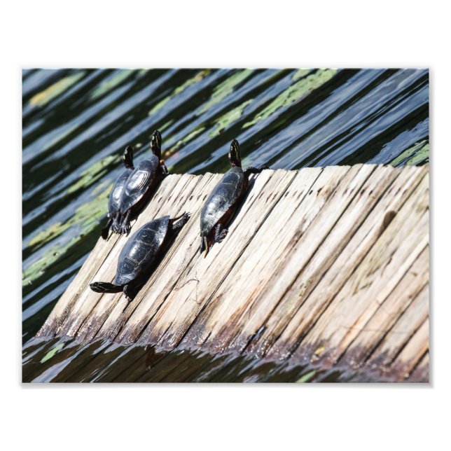 Turtle Rest Fototryck (Framsidan)