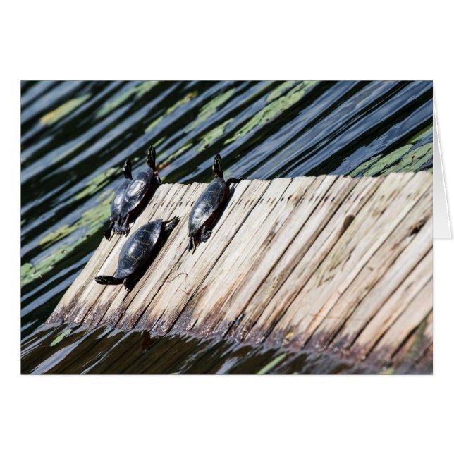 Turtle Rest Hälsningskort (Framsidan Horizontal)