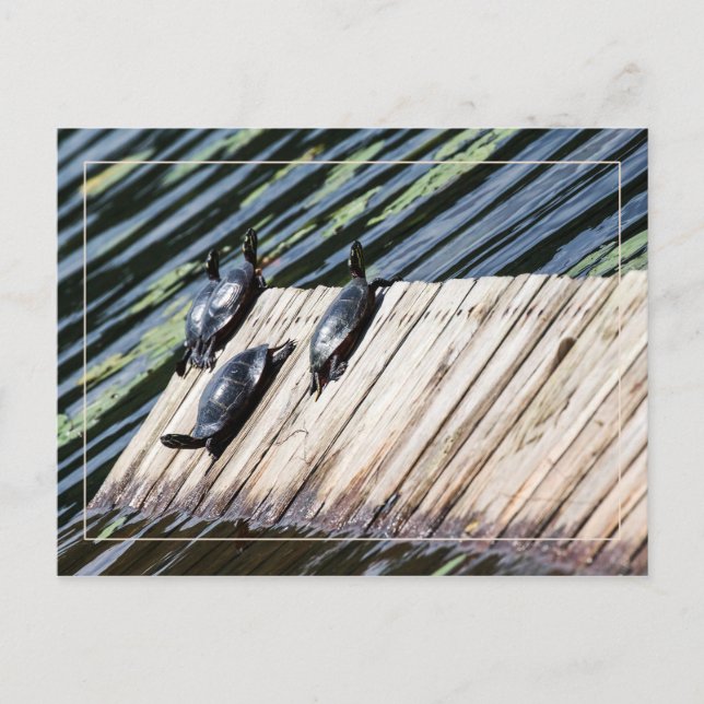 Turtle Rest Stop Vykort (Framsida)