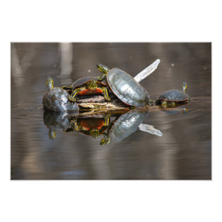 Turtle Shoving Fototryck