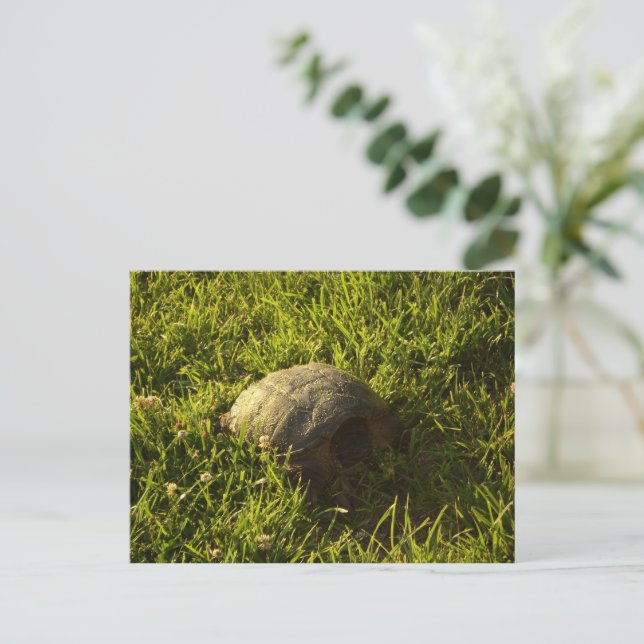 Turtle Shy Vykort (Stående Fram)