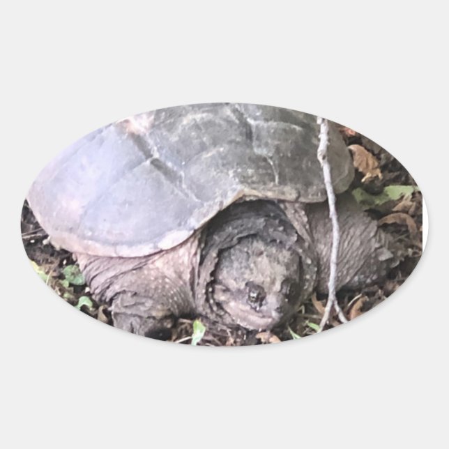 Turtle Sticker Ovalt Klistermärke (Framsida)
