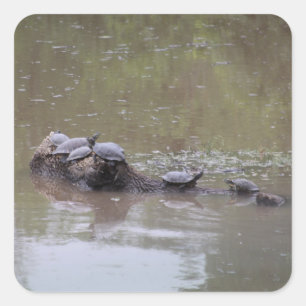 Turtle Stickers Fyrkantigt Klistermärke