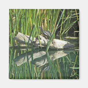 Turtle Sunning on log with Reflection Photographic Magnet