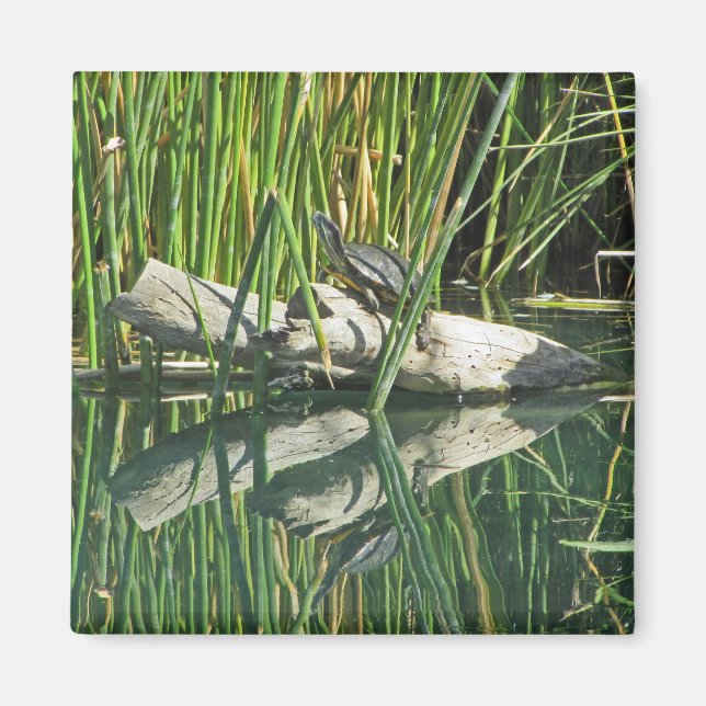 Turtle Sunning on log with Reflection Photographic Magnet (Framsidan)