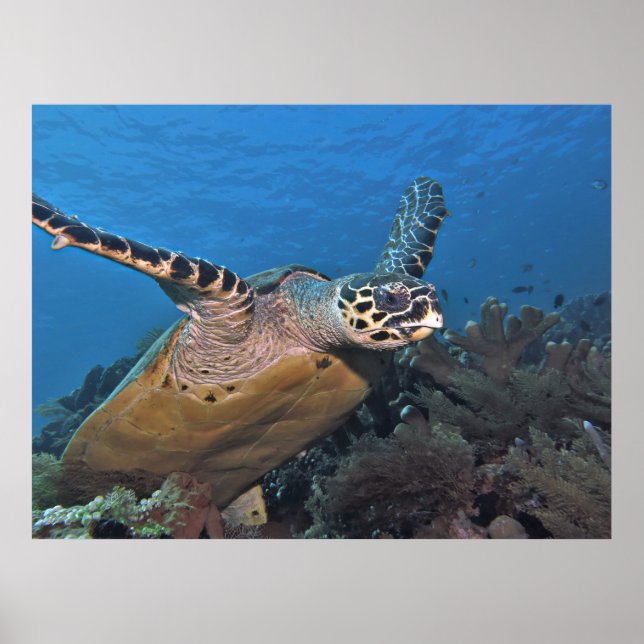 Turtle Take Off Poster (Framsidan)