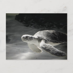 Turtle tank Hälsning Vykort