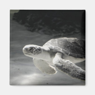 Turtle-Tank Magnet