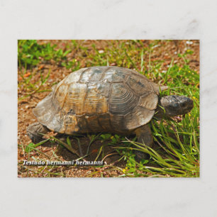 Turtle. Testudo Hermanni Hermanni, Grekland Vykort