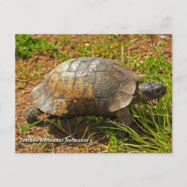 Turtle. Testudo Hermanni Hermanni, Grekland Vykort (Framsida)