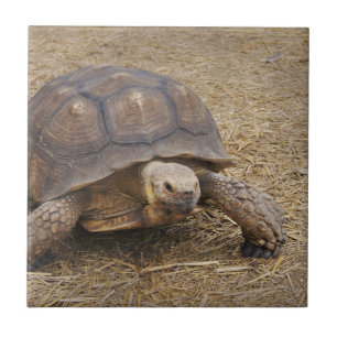 Turtle Tortoise Snäcka Turtles Wildlife Photo Vil Kakelplatta