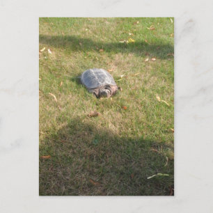 TURTLE TURTLE VYKORT