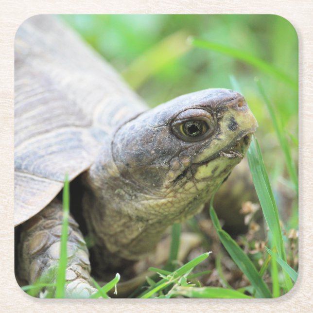 Turtle Underlägg Papper Kvadrat (Framsidan)