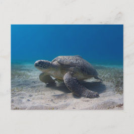 Turtle undervattensscen dykarkort vykort