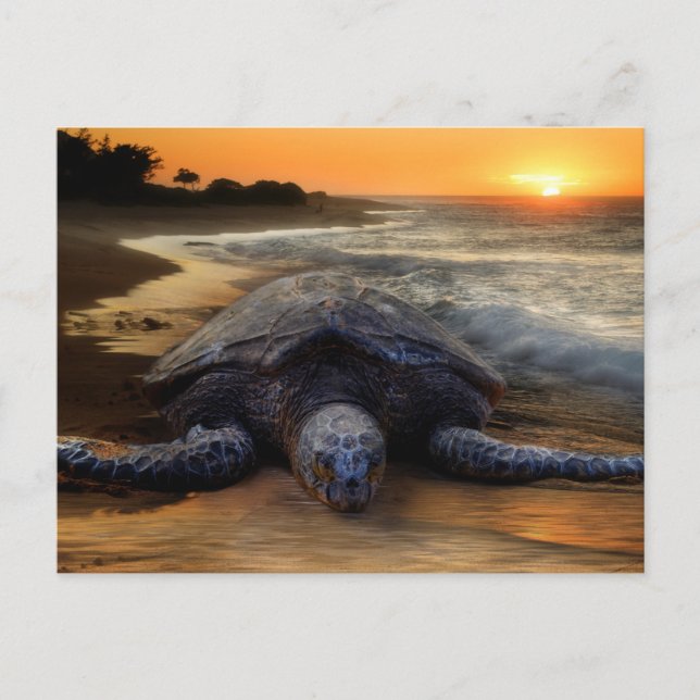 Turtle vid Sunset Vykort (Framsida)