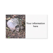 Turtle