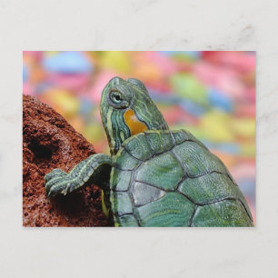Turtle Vykort