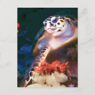 Turtle Vykort