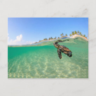 Turtle Vykort