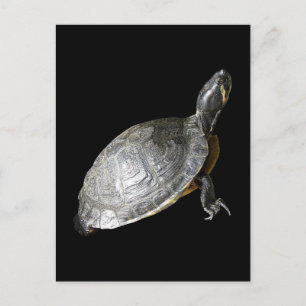 Turtle Vykort