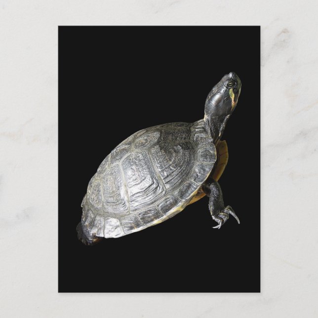 Turtle Vykort (Framsida)