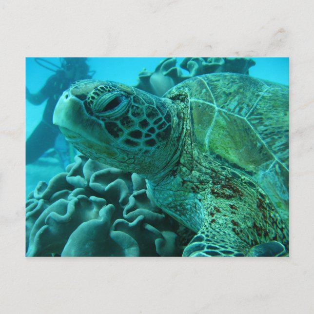 Turtle Vykort (Framsida)