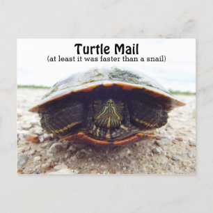 Turtle-vykort Helg Vykort