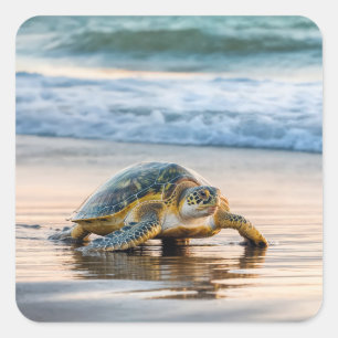 Turtle Walking on Blöt Beach Sand Fyrkantigt Klistermärke
