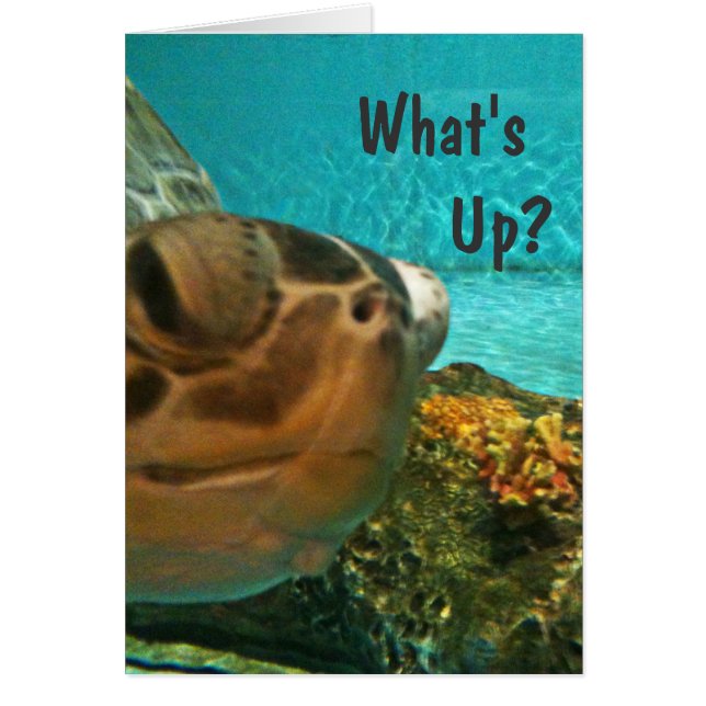 Turtle What's Up Selfie Hälsningskort (Framsidan)