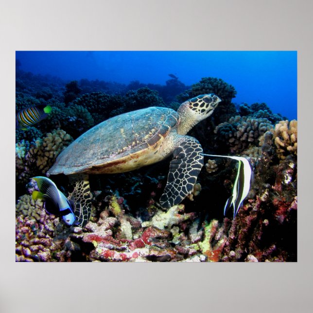 Turtle with Fish Poster (Framsidan)