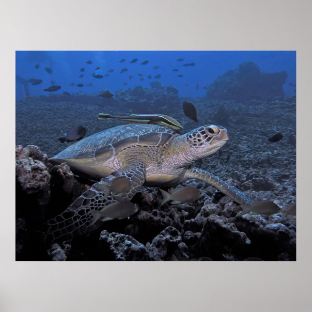 Turtle with Hitchhiker Poster (Framsidan)