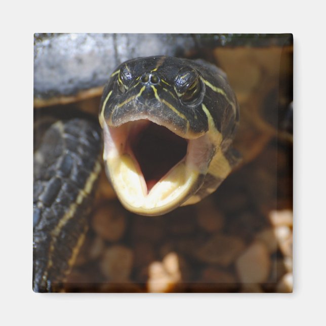 Turtle with Mouth Open Magnet (Framsidan)