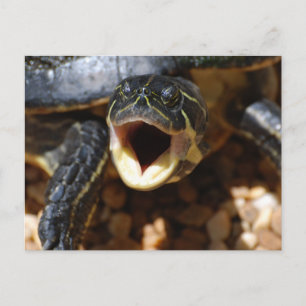 Turtle with Mouth Open Postcards Vykort