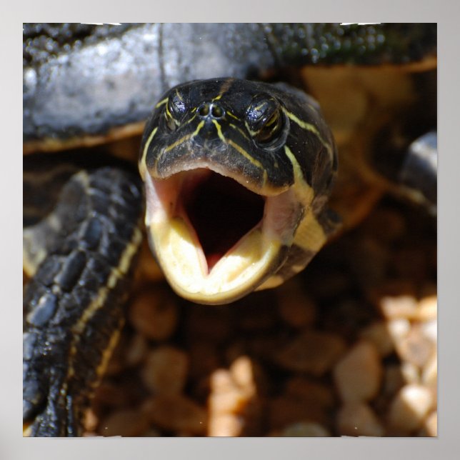 Turtle with Mouth Open Poster (Framsidan)