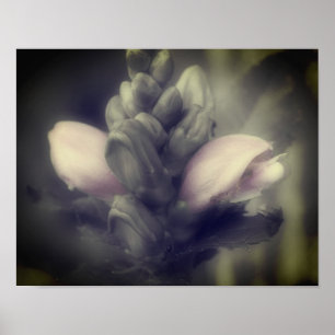 Turtlehead-blomman i Partial Färg Poster
