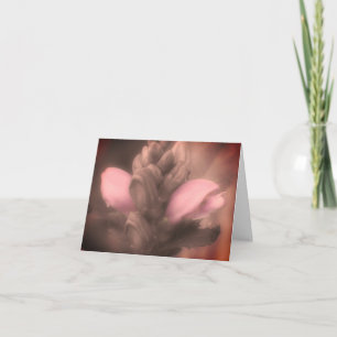 Turtlehead Flower Black and White Note Card Tack Kort