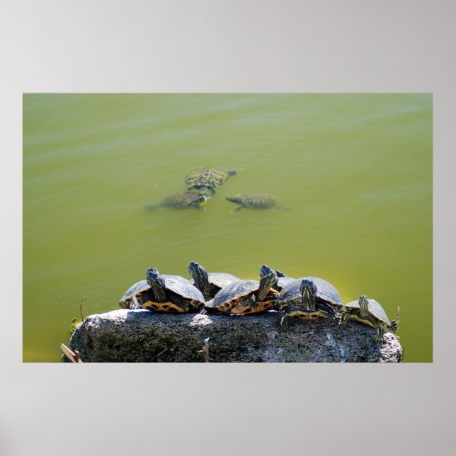 turtlerock poster (Framsidan)